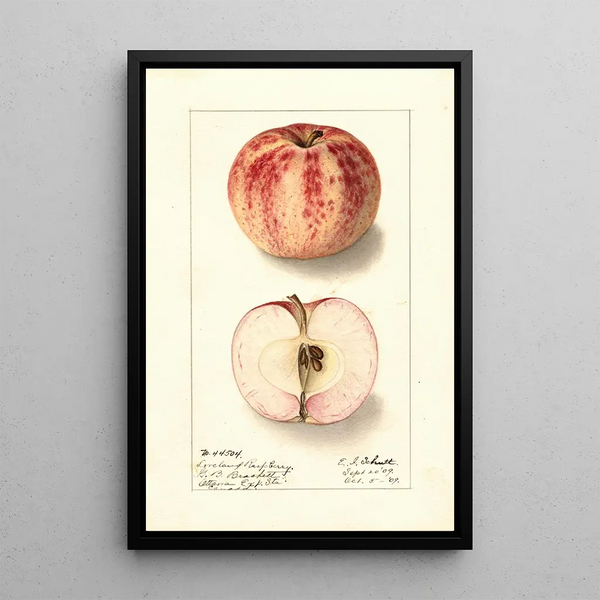 Malus domestica Liveland Raspberry - Ellen Isham Schutt — kehystetty taideteos seinällä