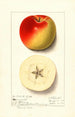 Malus domestica Monmouth - Ellen Isham Schutt — näkymä teoksesta