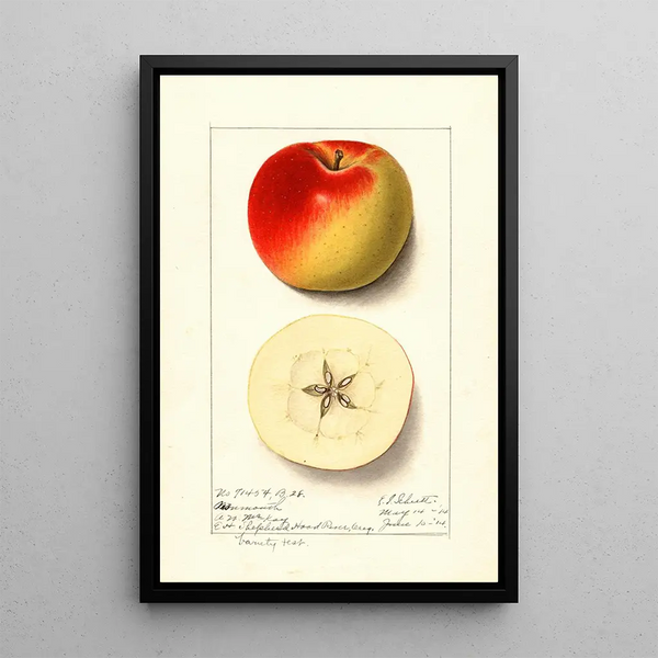 Malus domestica Monmouth - Ellen Isham Schutt — kehystetty taideteos seinällä