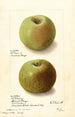 Malus domestica Rhode Island Greening - Ellen Isham Schutt — näkymä teoksesta