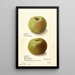 Malus domestica Rhode Island Greening - Ellen Isham Schutt — kehystetty taideteos seinällä