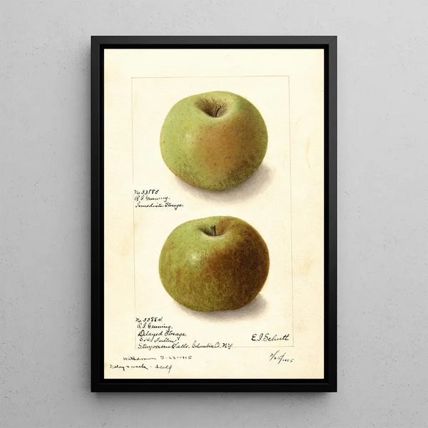 Malus domestica Rhode Island Greening - Ellen Isham Schutt — kehystetty taideteos seinällä
