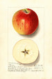 Malus domestica Rome - Ellen Isham Schutt — näkymä teoksesta