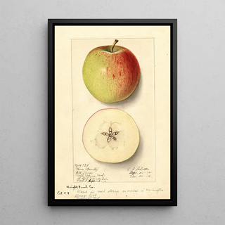 Ellen Isham Schutt - Malus domestica Rome Beauty.webp