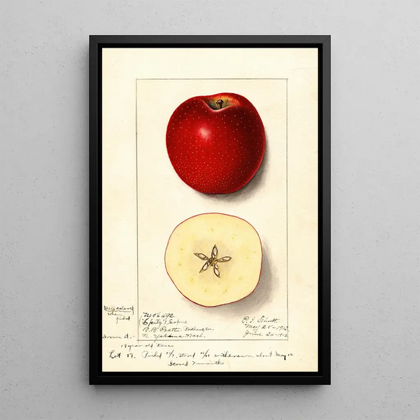 Malus domestica Spitz Esopus - Ellen Isham Schutt — kehystetty taideteos seinällä