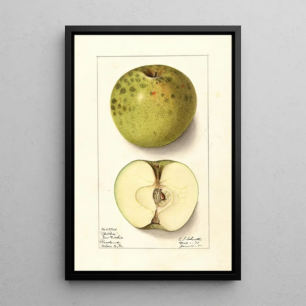 Malus domestica Spotless - Ellen Isham Schutt — kehystetty taideteos seinällä
