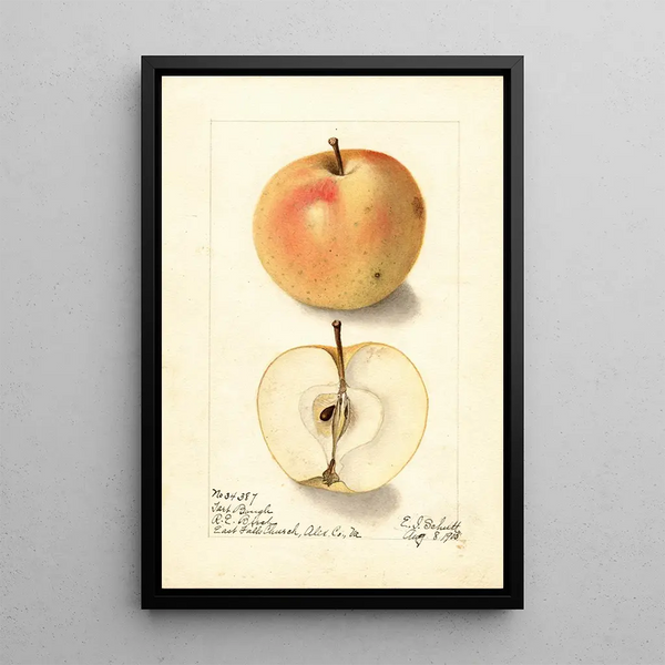 Malus domestica Tart Bough - Ellen Isham Schutt — kehystetty taideteos seinällä