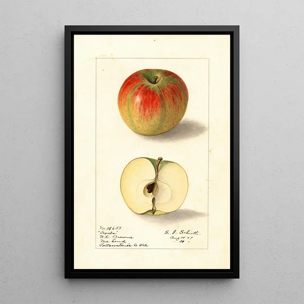 Malus domestica Texala - Ellen Isham Schutt — kehystetty taideteos seinällä