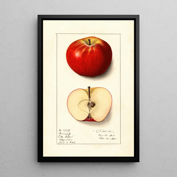 Malus domestica Winesap - Ellen Isham Schutt — kehystetty taideteos seinällä