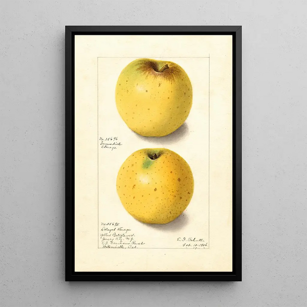 Malus domestica Keltainen kellokukka - Ellen Isham Schutt — kehystetty taideteos seinällä