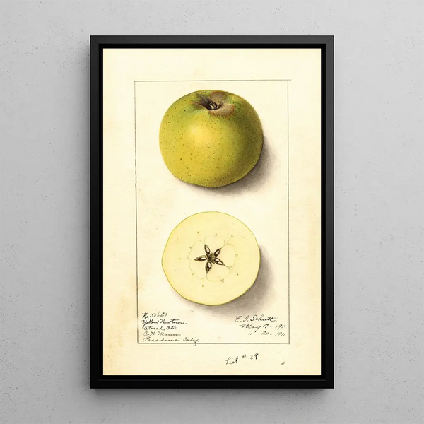 Malus domestica Yellow Newtown - Ellen Isham Schutt — kehystetty taideteos seinällä