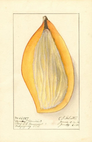 Ellen Isham Schutt - Mangifera indica Ameeri.webp