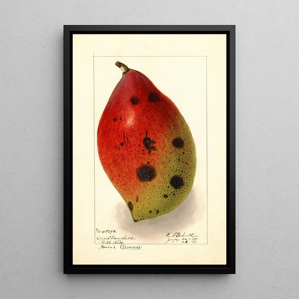 Mangifera indica Ameeri Amiri - Ellen Isham Schutt — kehystetty taideteos seinällä