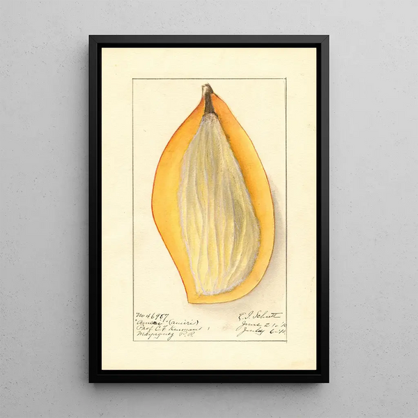 Mangifera indica Ameeri - Ellen Isham Schutt — kehystetty taideteos seinällä