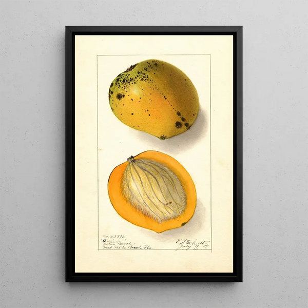 Mangifera indica Amiri - Ellen Isham Schutt — kehystetty taideteos seinällä