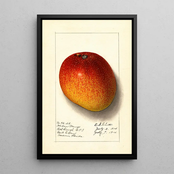 Mangifera indica Haden - Ellen Isham Schutt — kehystetty taideteos seinällä
