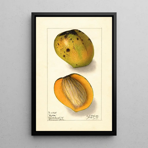 Mangifera indica Rajia - Ellen Isham Schutt — kehystetty taideteos seinällä