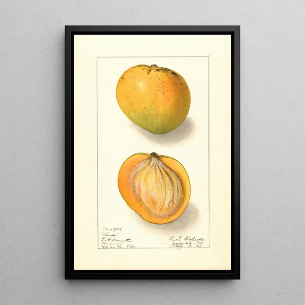 Mangifera indica Rose - Ellen Isham Schutt — kehystetty taideteos seinällä