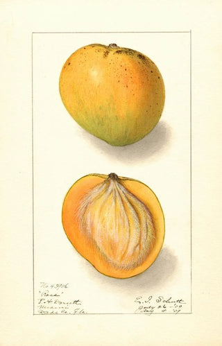 Ellen Isham Schutt - Mangifera indica Rose.webp