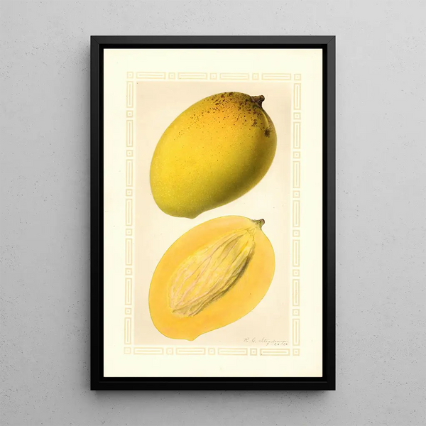 Mangifera indica Totafarice - Ellen Isham Schutt — kehystetty taideteos seinällä