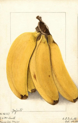 Ellen Isham Schutt - Musa Yenjerto.webp