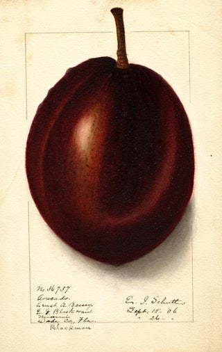 Ellen Isham Schutt - Persea Blackman.webp