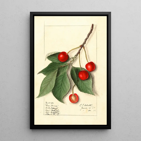 Prunus avium Govenor Wood - Ellen Isham Schutt — kehystetty taideteos seinällä