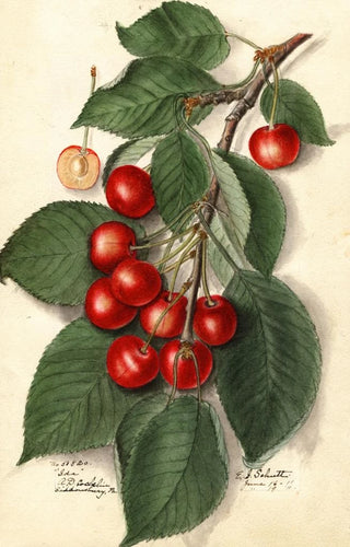 Ellen Isham Schutt - Prunus avium Ida.webp