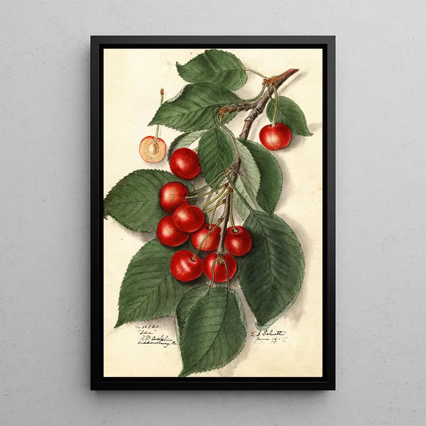 Prunus avium Ida - Ellen Isham Schutt — kehystetty taideteos seinällä
