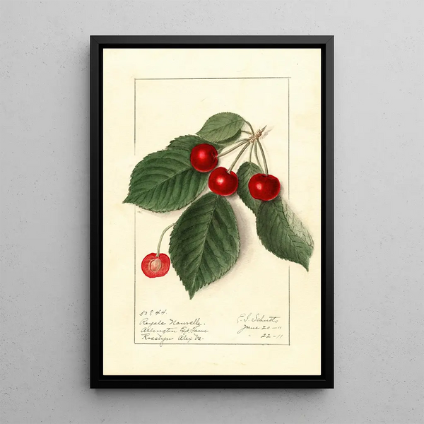 Prunus avium Royal Novelle - Ellen Isham Schutt — kehystetty taideteos seinällä