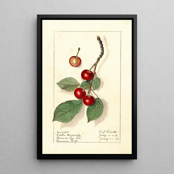 Prunus avium Spate Amarelle - Ellen Isham Schutt — kehystetty taideteos seinällä