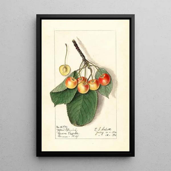 Prunus avium keltainen espanjalainen - Ellen Isham Schutt — kehystetty taideteos seinällä