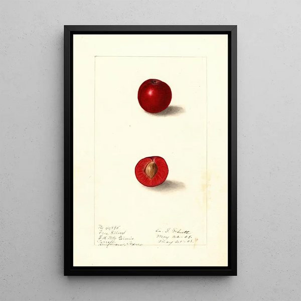 Prunus domestica Free Silver - Ellen Isham Schutt — kehystetty taideteos seinällä