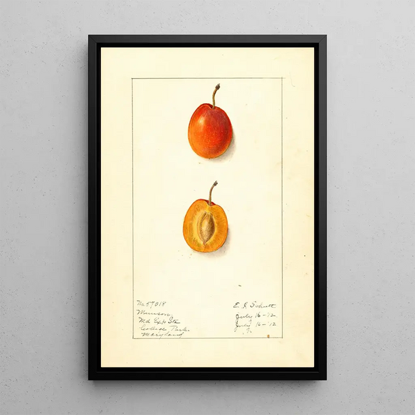 Prunus domestica Munson - Ellen Isham Schutt — kehystetty taideteos seinällä
