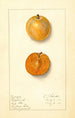 Prunus domestica Ragland - Ellen Isham Schutt — näkymä teoksesta
