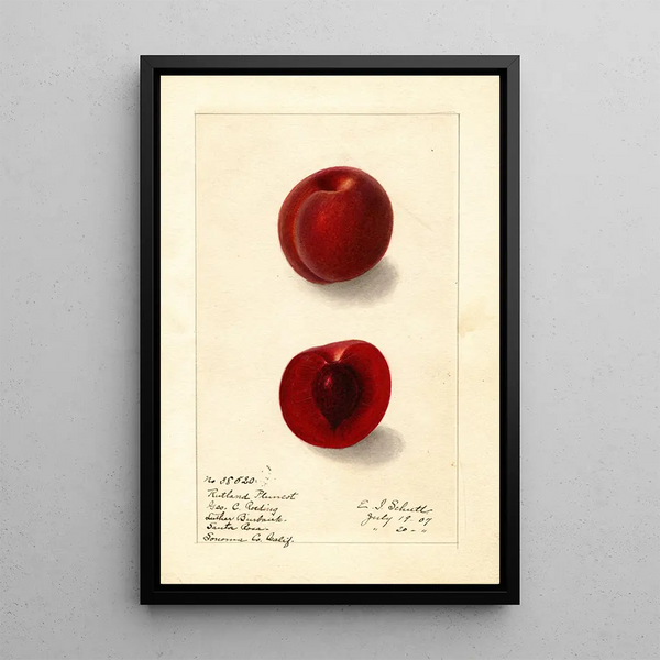 Prunus domestica Rutland Plumcot - Ellen Isham Schutt — kehystetty taideteos seinällä