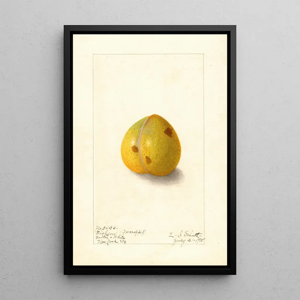 Prunus domestica Wickson - Ellen Isham Schutt — kehystetty taideteos seinällä