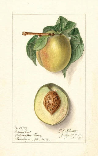 Ellen Isham Schutt - Prunus persica Greensboro.webp