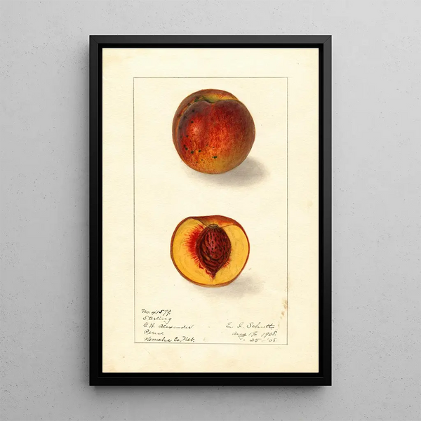 Prunus persica Sterling - Ellen Isham Schutt — kehystetty taideteos seinällä