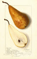 Pyrus communis Bosc - Ellen Isham Schutt — näkymä teoksesta