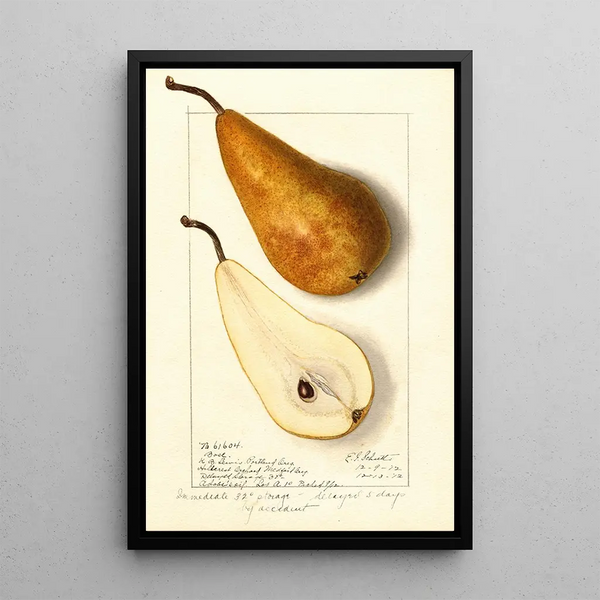Pyrus communis Bosc - Ellen Isham Schutt — kehystetty taideteos seinällä