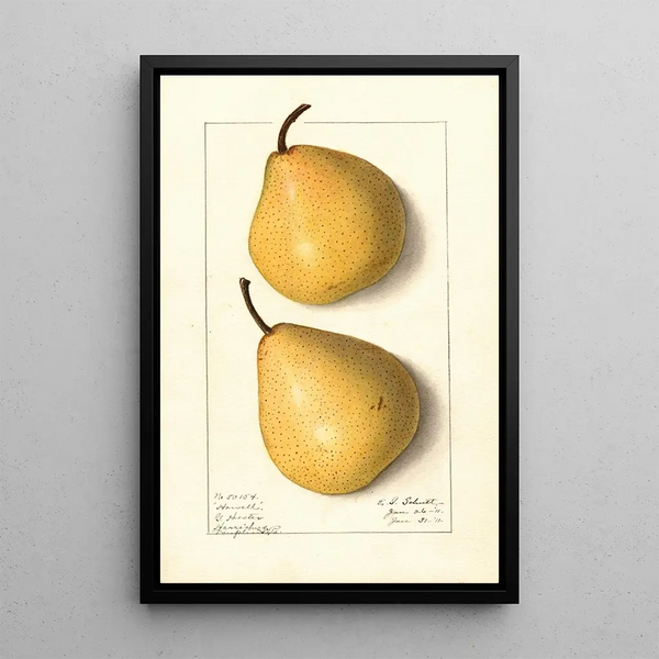 Pyrus communis Howell - Ellen Isham Schutt — kehystetty taideteos seinällä