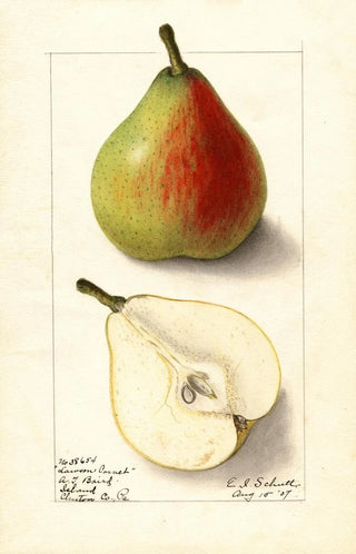 Ellen Isham Schutt - Pyrus communis Lawson Comet.webp