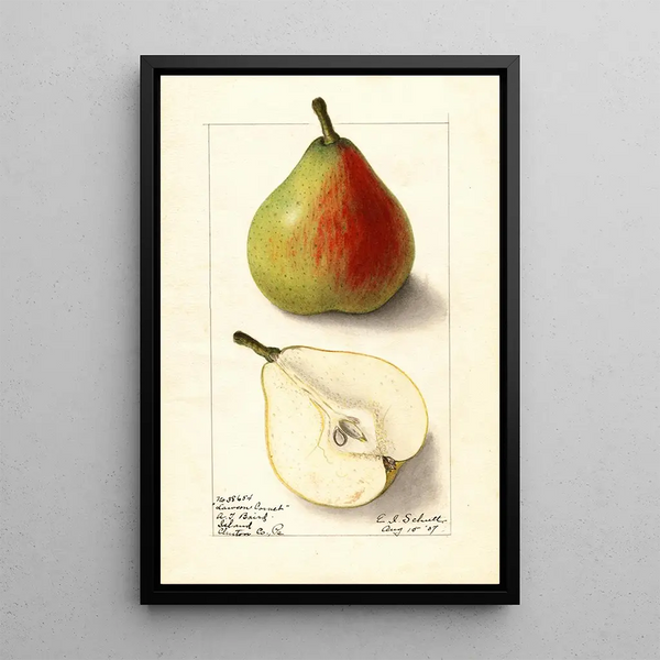 Pyrus communis Lawson Comet - Ellen Isham Schutt — kehystetty taideteos seinällä
