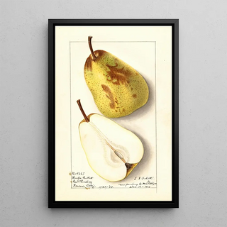 Ellen Isham Schutt - Pyrus communis Winter Bartlett.webp