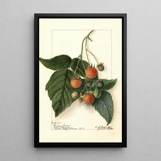 Ellen Isham Schutt - Rubus Golden Queen.webp