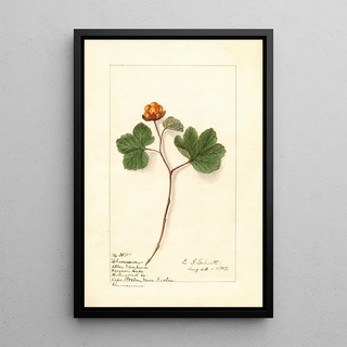 Ellen Isham Schutt - Rubus chamaemorus.webp