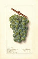 Vitis Geraldine Studley - Ellen Isham Schutt — näkymä teoksesta