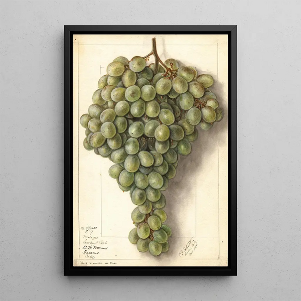 Ellen Isham Schutt - Vitis Malaga.webp