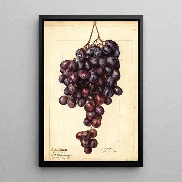 Ellen Isham Schutt - Vitis Red Emperor.webp